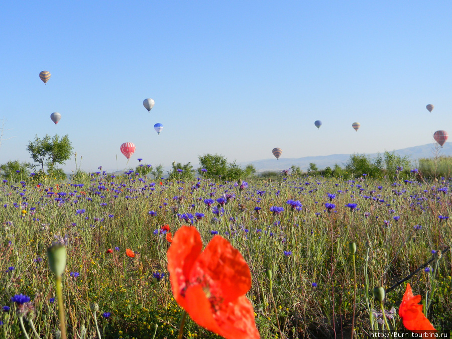 приземление на цветочном поле Каппадокия - Гереме Национальный Парк, Турция