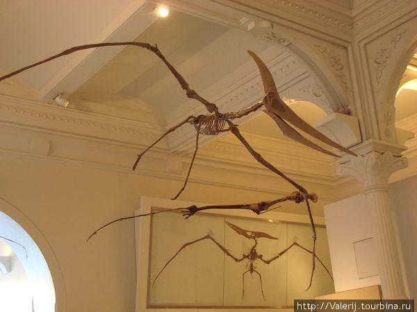 Американский музей естественной истории Нью-Йорк, CША