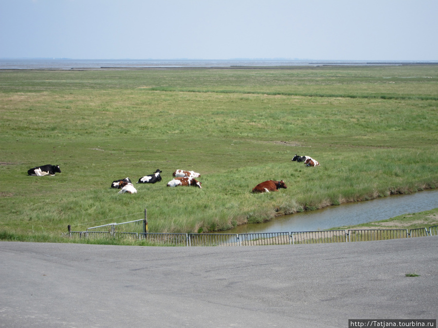коровы лежат на низких землях — вдали море Wadzee Провинция Гронинген, Нидерланды