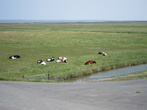коровы лежат на низких землях — вдали море Wadzee