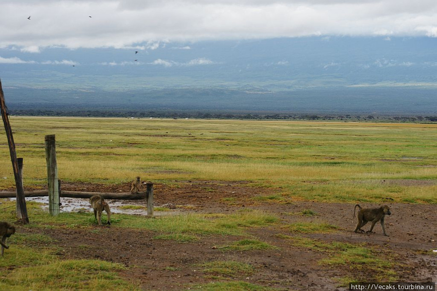 У подножия Килиманджаро (Амбосели) Амбосели Национальный Парк, Кения