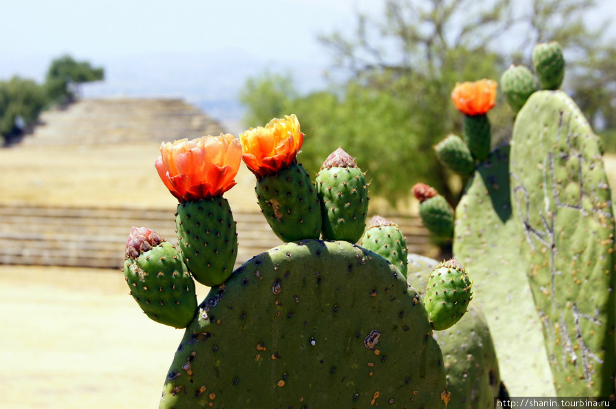 Цветущий кактус Штат Тласкала, Мексика