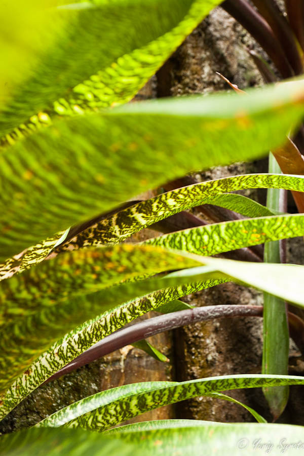 Кокое всё зеленое, или креативный фото-фильтр Кеннетт-Сквер, CША