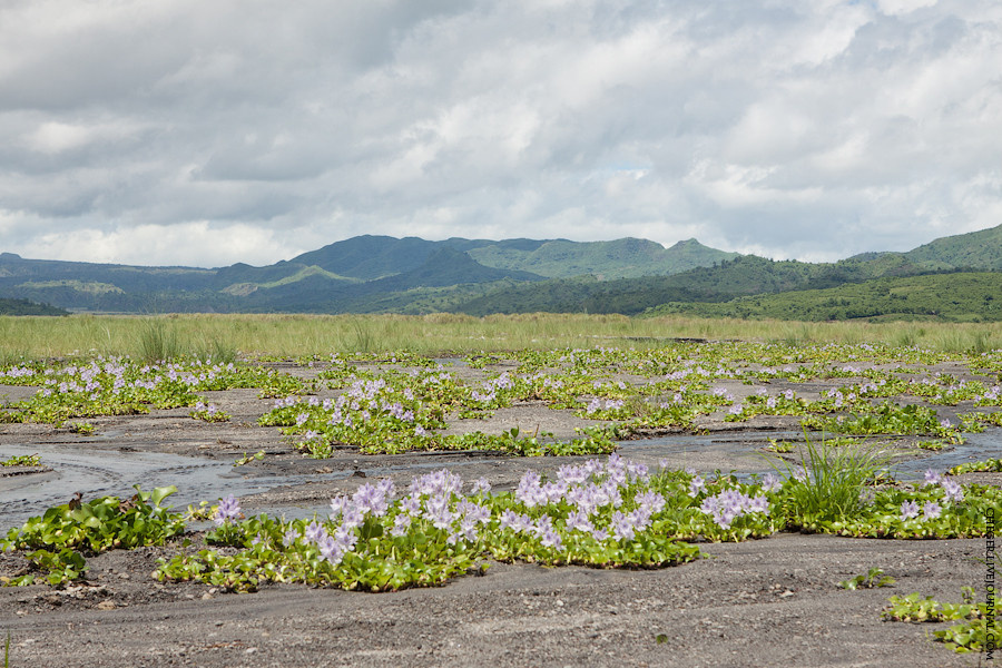 Кстати, вот эта долина, по которой мы шли какое то время, была образована так называемым лахаром. Это будет лучше видно, когда я буду рассказывать про сам вулкан, извергавшийся ровно 20 лет назад и унесший жизни около 900 людей. Сейчас долина реки покрыта водными лилиями Остров Лусон, Филиппины
