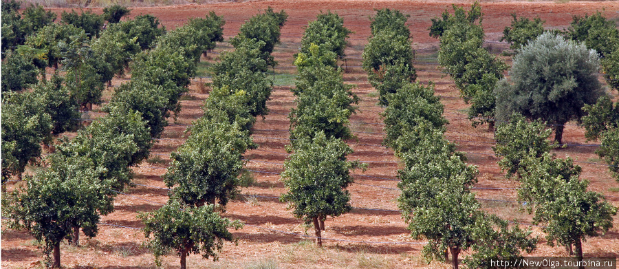 Вокруг монастыря плантации оливковых деревьев (самые ухоженные на Крите), монахи занимаются изготовлением масла и вина. Ретимно, Греция