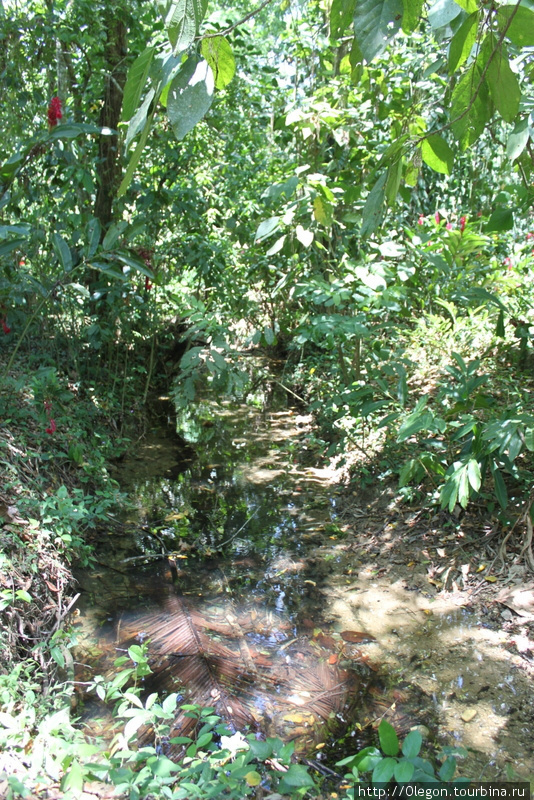 Бунгало в джунглях Паленке, Мексика