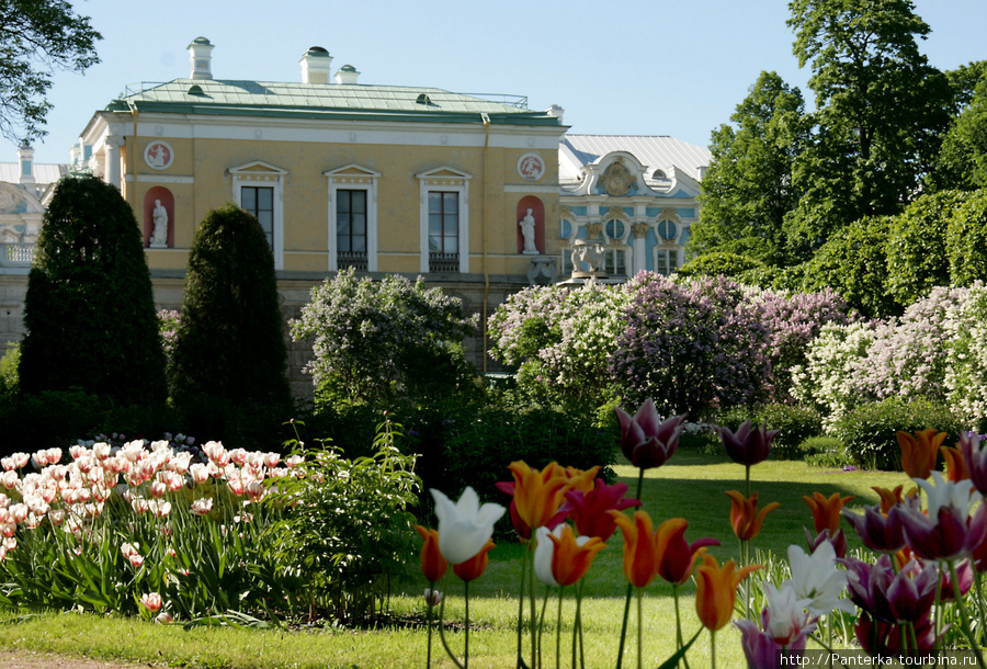 Сиреневое чудо Пушкин, Россия