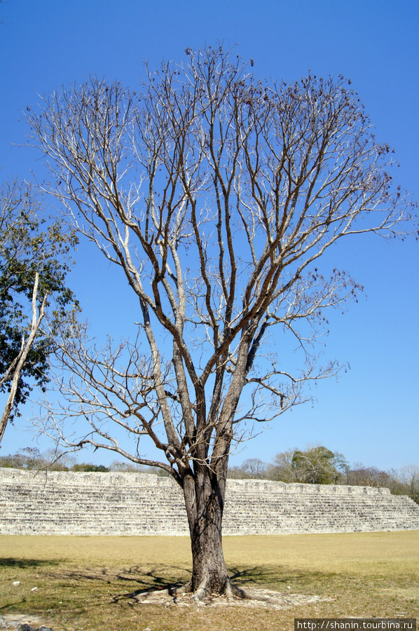 Дерево на центральной площади Елдзны Штат Кампече, Мексика