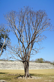 Дерево на центральной площади Елдзны
