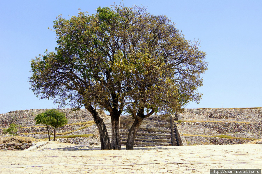 Дерево у Пирамиды цветов в Шочиитекатле Штат Тласкала, Мексика