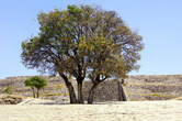 Дерево у Пирамиды цветов в Шочиитекатле