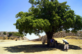 В жару можно спрятаться от палящих лучей солнца под деревом. Многие туристы это и делают.