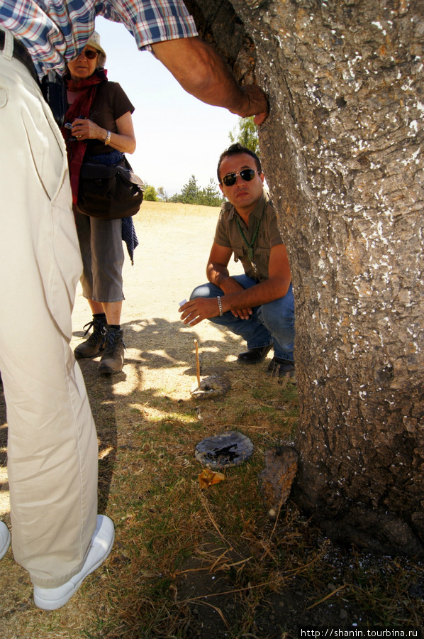 Экскурсовод рассказывает о целебных свойствах растущего на площади дерева Штат Тласкала, Мексика