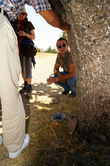 Экскурсовод рассказывает о целебных свойствах растущего на площади дерева