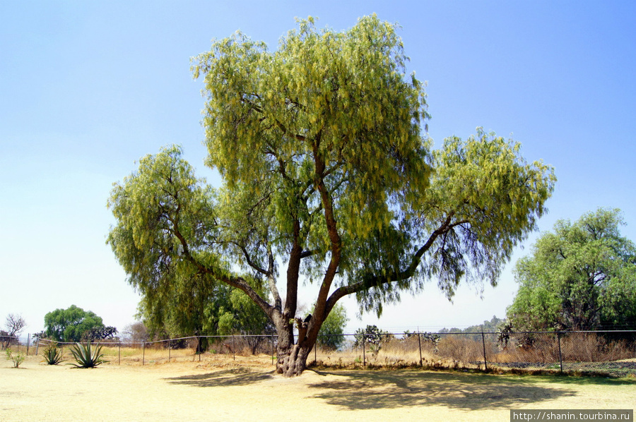 Дерево у забора Штат Тласкала, Мексика