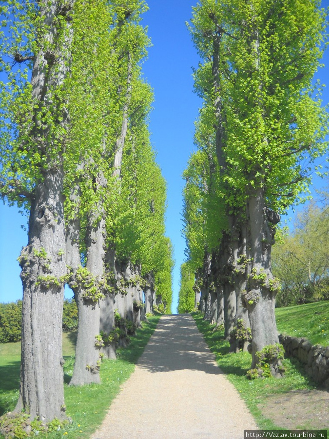 Деревья стоят как по линейке Хиллерёд, Дания