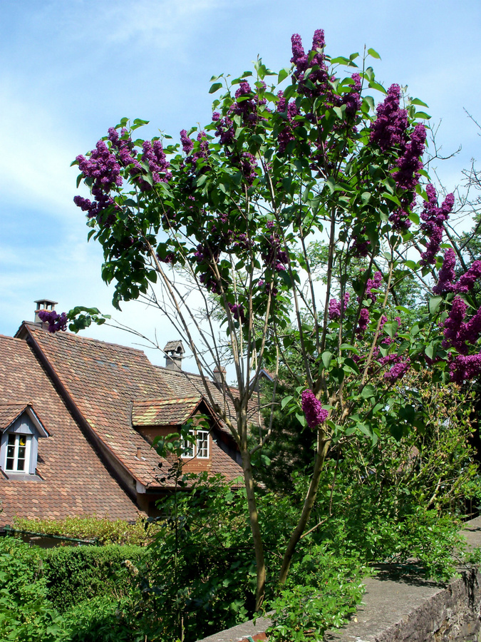 Laufenburg (города Рейна) Лауфенбург, Швейцария