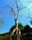 Самая примечательная часть дерева — его воздушные корни. Семена, попадая на камень, прорастают и тянут корни вниз.