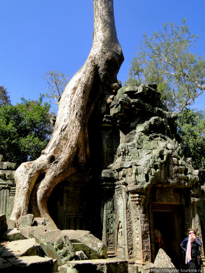 Было решено не освобождать здания от корней,так как это бы привело к их обрушению Ангкор (столица государства кхмеров), Камбоджа
