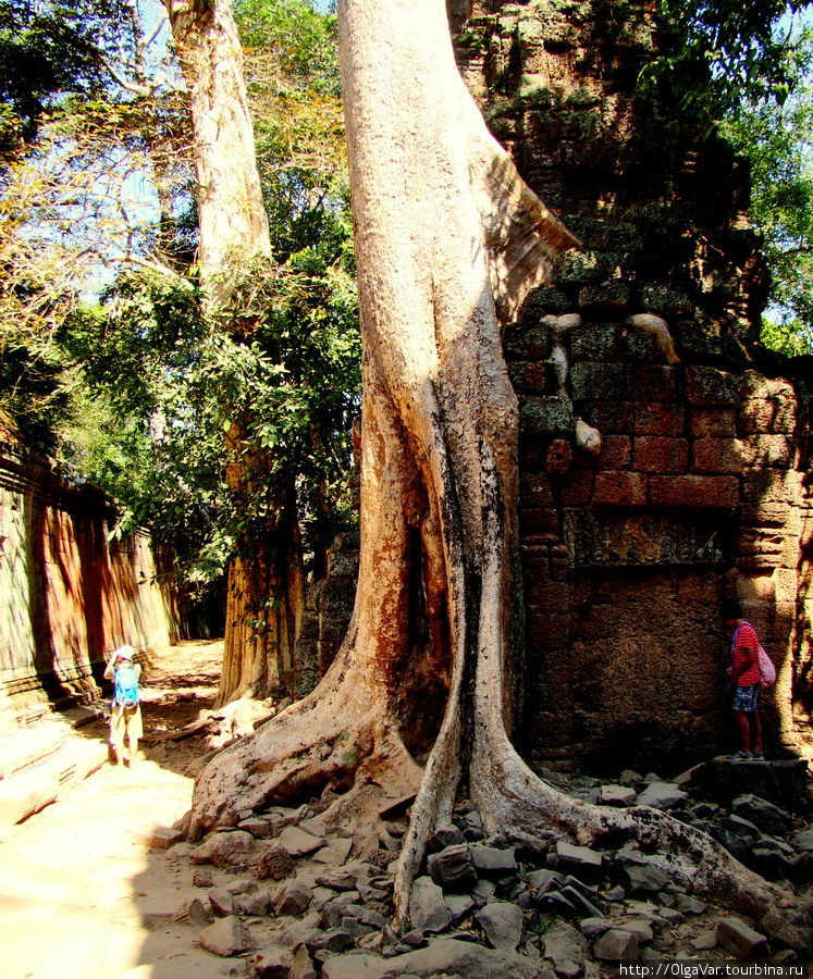Куда бы ни пошел, всюду тебя окружают великаны Ангкор (столица государства кхмеров), Камбоджа