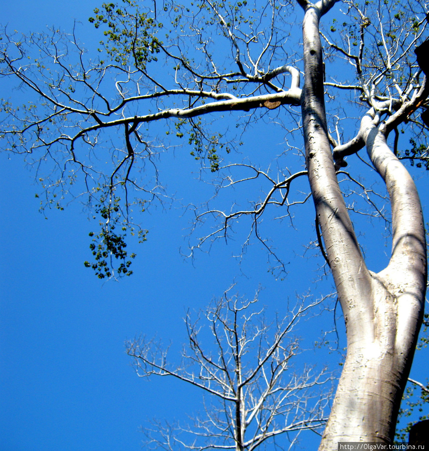 Дерево, безусловно, само по себе красивое — гладкий ствол ... Ангкор (столица государства кхмеров), Камбоджа