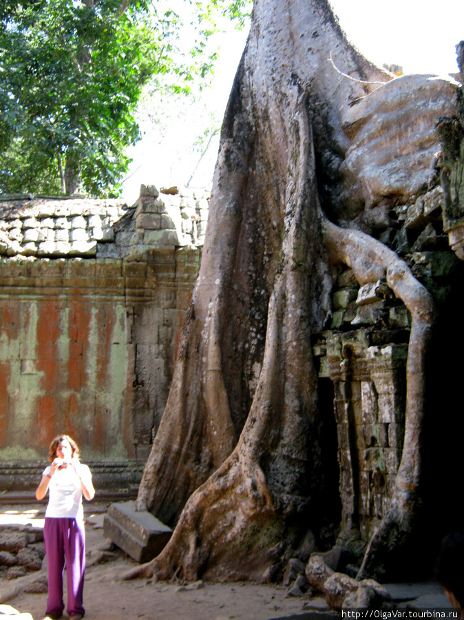 Храм Та Пром: в объятиях джунглей Ангкор (столица государства кхмеров), Камбоджа