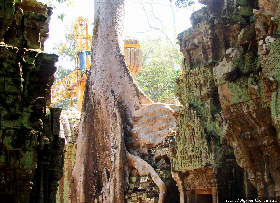 Но программа по расчистке Та Прома от растений всё же  разработана, и ее реализация уже началась Ангкор (столица государства кхмеров), Камбоджа