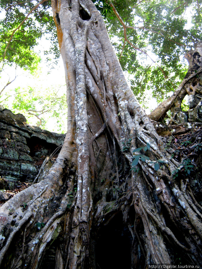 Каждое дерево не похоже на другое Ангкор (столица государства кхмеров), Камбоджа