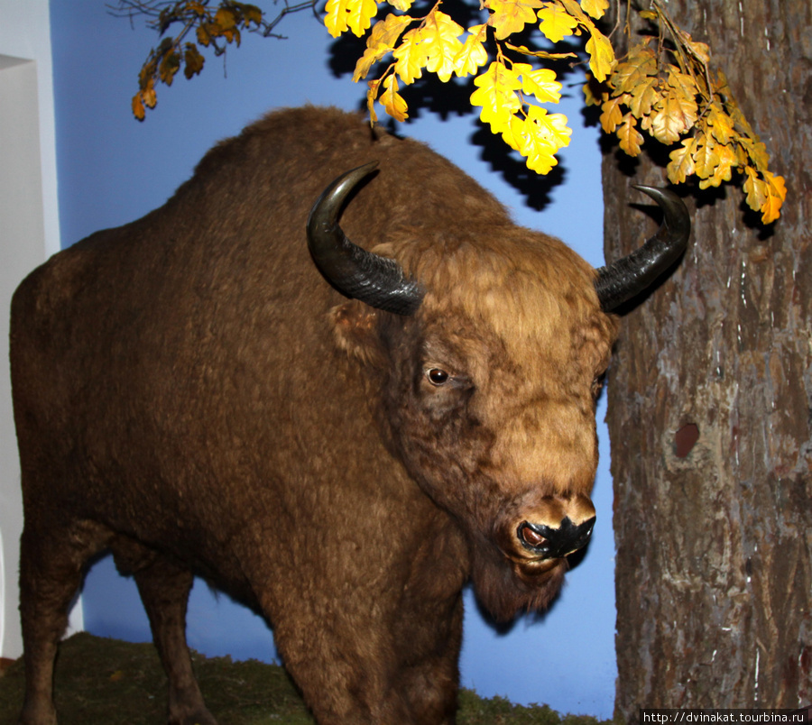 Символ и гордость заповедника, Зубр собственной персоной.
А так же их можно увидеть в вольерах заповедника Беловежская Пуща Национальный Парк, Беларусь