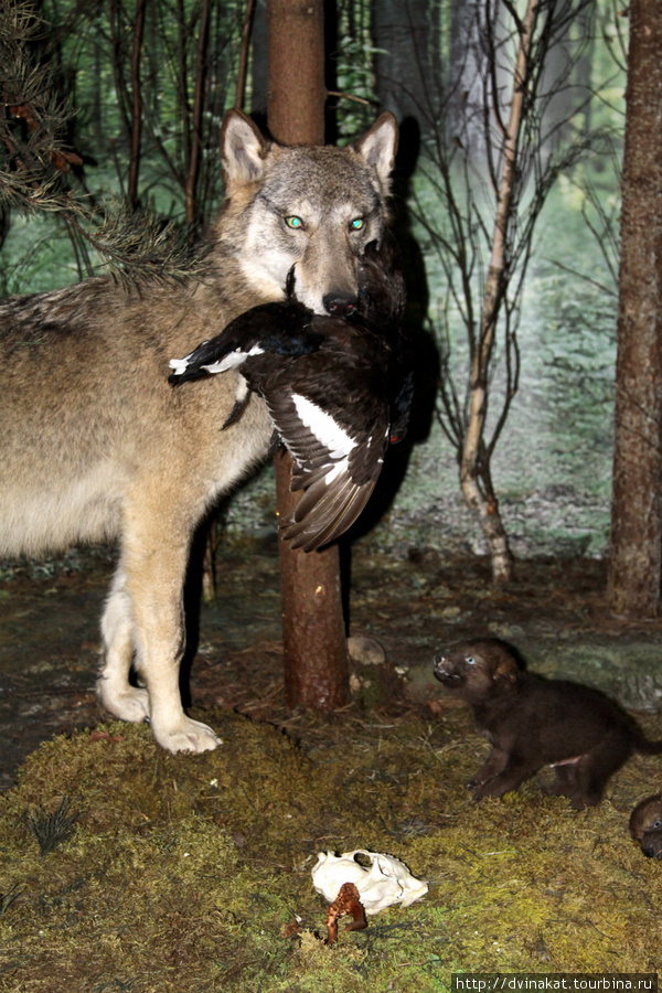 Волк на охоте...даже глаза зеленые получились... Беловежская Пуща Национальный Парк, Беларусь