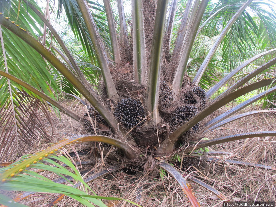 Пальма — из их семян (черные шарики в основании пальмы) добывают пальмовое масло. Сейчас его стали использовать для производства биотоплива. Медан, Индонезия