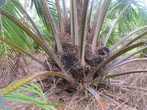 Пальма — из их семян (черные шарики в основании пальмы) добывают пальмовое масло. Сейчас его стали использовать для производства биотоплива.