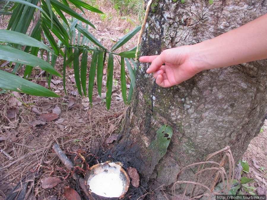 Добывание каучука. На каучуковом дереве делают спиральные надрезы и срезают полоски коры, и сок дерева капает в чашку и застывает — это и есть каучук. Медан, Индонезия