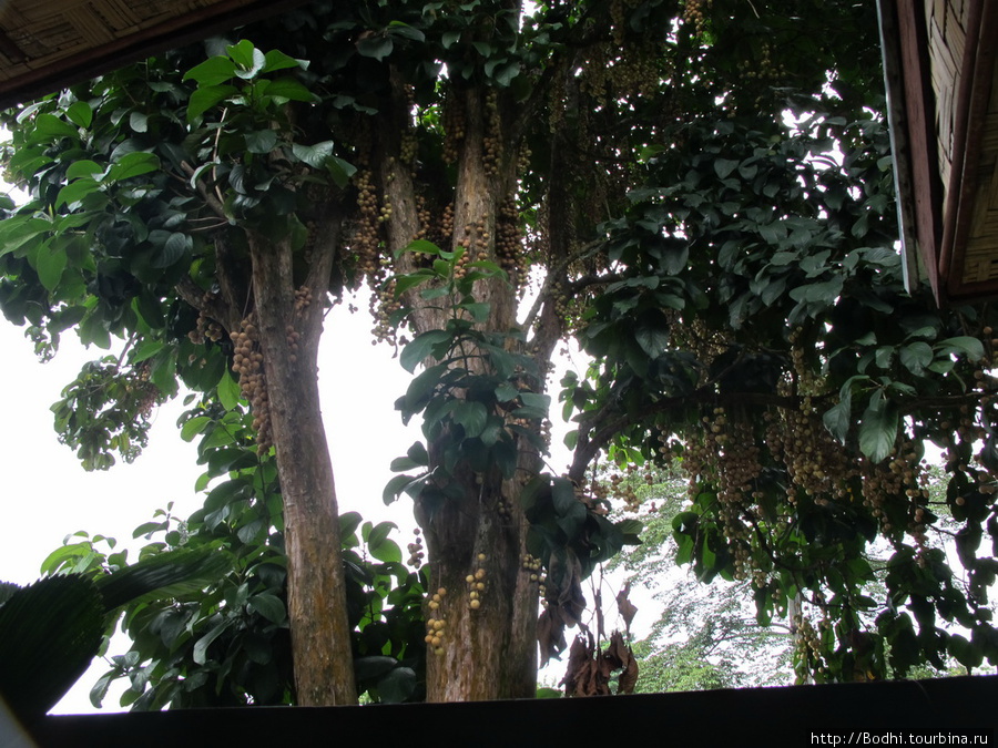 Дерево личи Медан, Индонезия