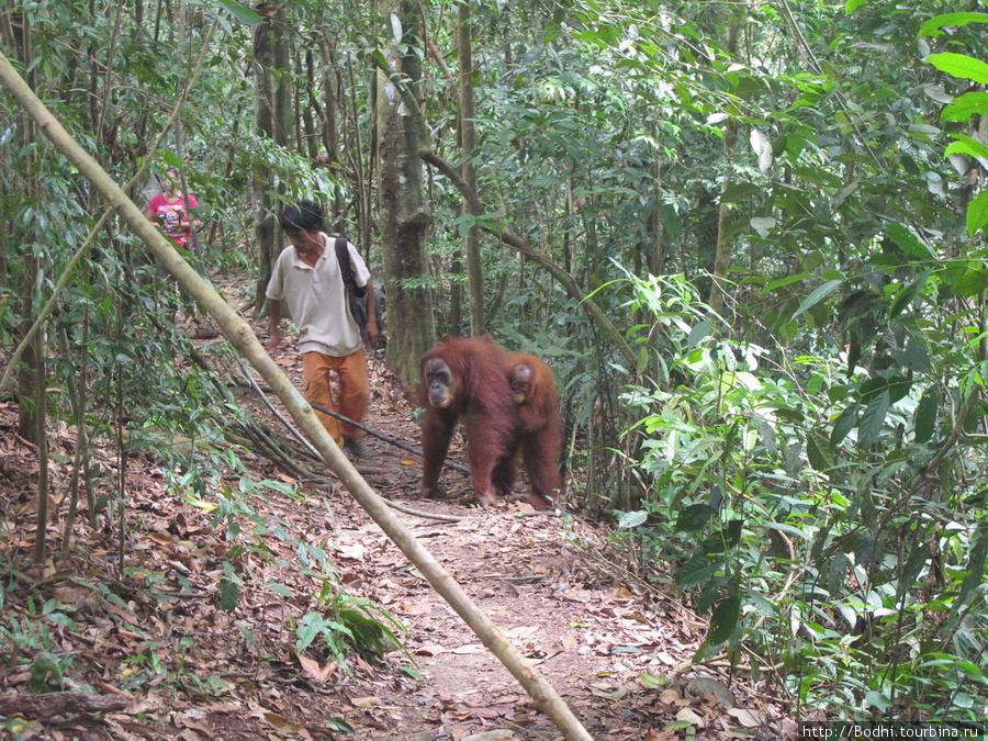Приближаться к матери с ребенком опасно — очень даже может напасть. Это справедливо не только для орангутангов... Медан, Индонезия