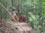 Приближаться к матери с ребенком опасно — очень даже может напасть. Это справедливо не только для орангутангов...