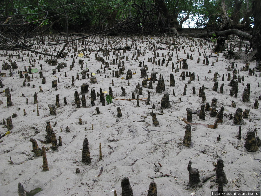 Во время отлива вот так торчат кончики корней мангровых деревьев Бунакен, Индонезия