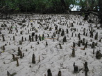 Во время отлива вот так торчат кончики корней мангровых деревьев