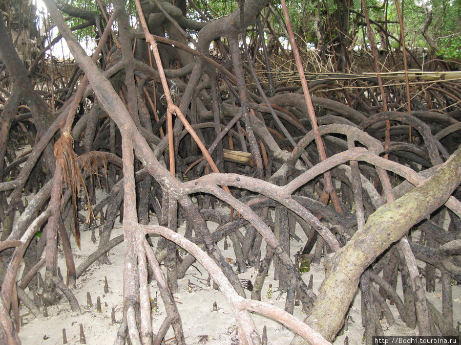 и немного обнажаются корни Бунакен, Индонезия