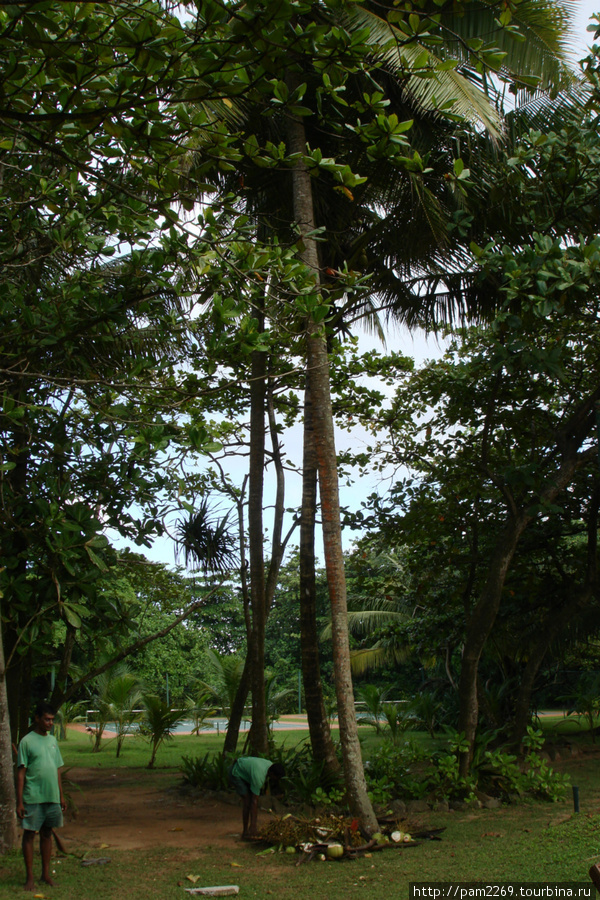 кокосовая пальма Бентота, Шри-Ланка