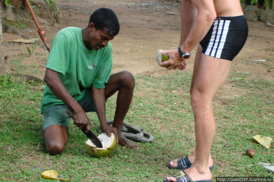 разделка кокоса Бентота, Шри-Ланка