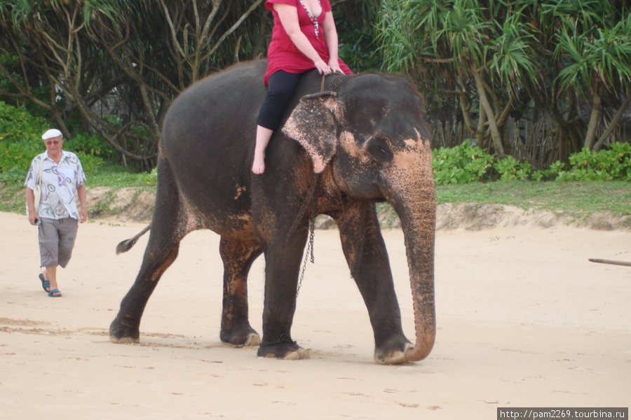 по пляжу слона водили Бентота, Шри-Ланка