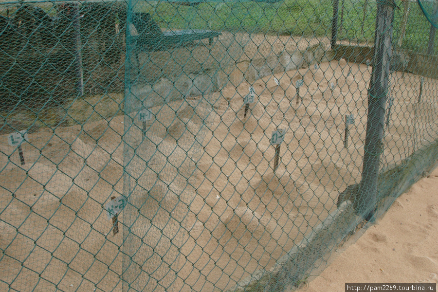 в загородке закопаны яйца черепах Бентота, Шри-Ланка