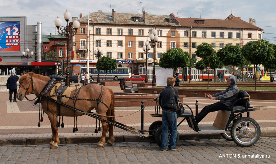 Лошадка рядом с площадью Победы Калининград, Россия