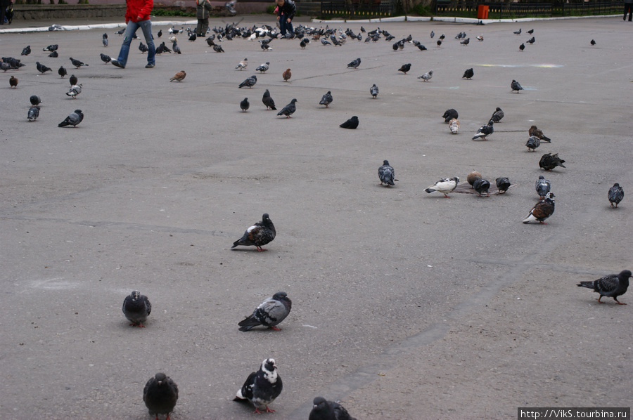Мирную жизнь города подчеркивают  большое количество голубей. Североморск, Россия