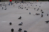 Мирную жизнь города подчеркивают  большое количество голубей.