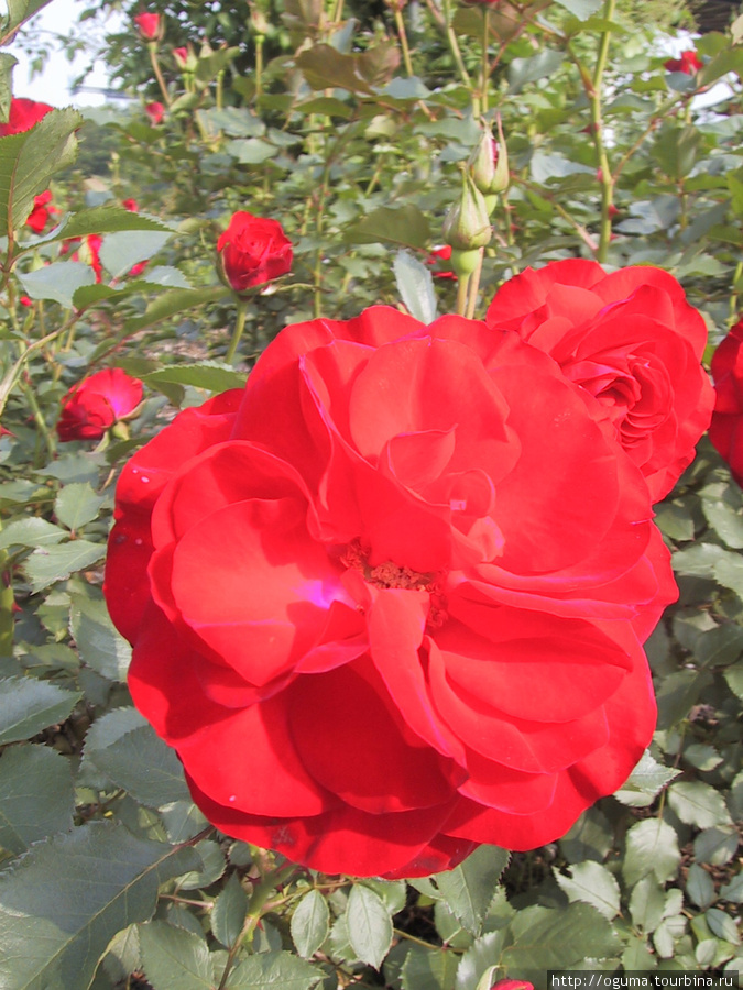 Парк с садами роз в Кани
