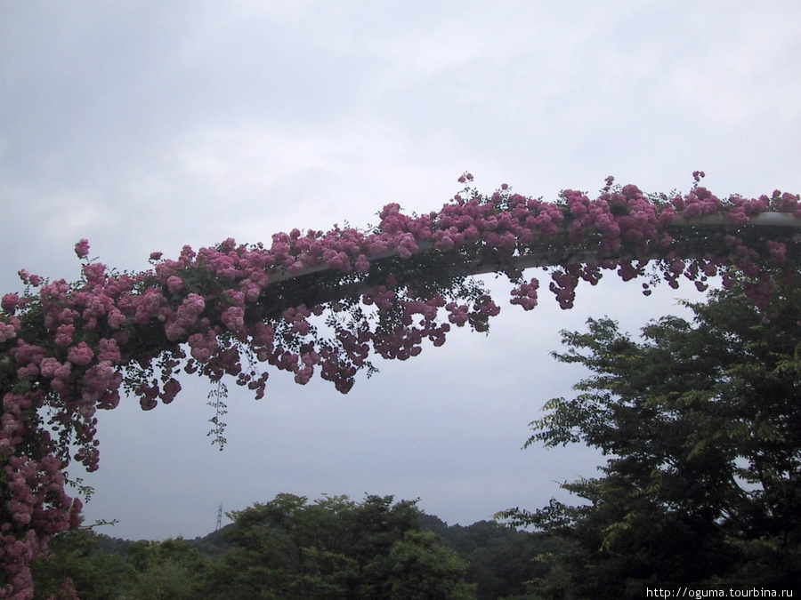 Парк с садами роз в Кани