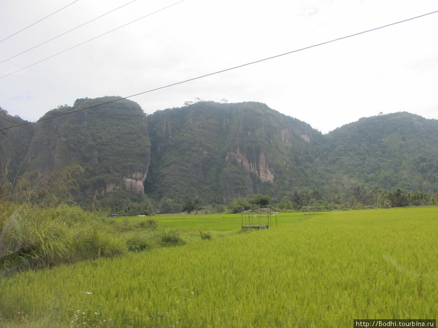 Широкая часть долины покрыта плантациями риса Паданг, Индонезия