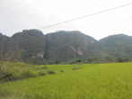 Широкая часть долины покрыта плантациями риса